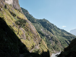 Single tree by the hill