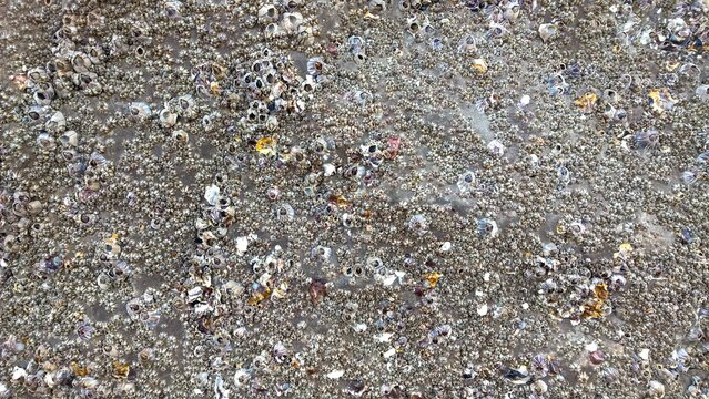 Texture of barnacle shell on the stone surface.