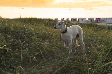 Whippet Hünding abends am Strand von Norddeich