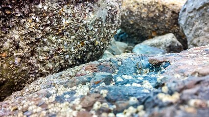 Sea slater or sea roach on color stone with shell .