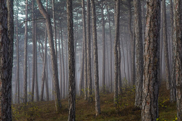 Fototapeta premium misty autumn forest 
