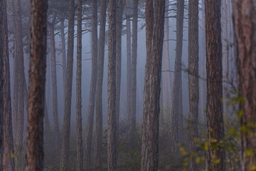 foggy forest in autumn time