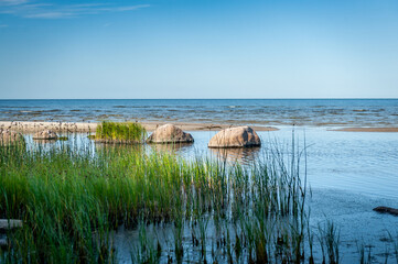 Reeds on the Baltic sea shore with boulders on a sunny day. Ruhnu island, Estonia.