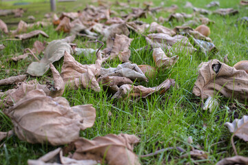 leaves from the kiwi trees