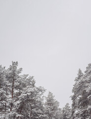 Snowy trees, minimal aesthetic winter background