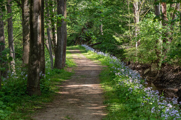 Obraz premium Path winding through a carpet of květin in a forest