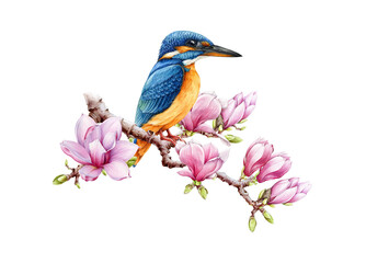 Beautiful kingfisher bird on magnolia branch with flowers. Watercolor illustration. Hand drawn realistic common kingfisher sitting on a spring magnolia tree brunch.