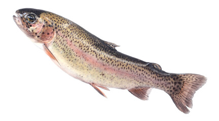 Trout fish isolated on white background