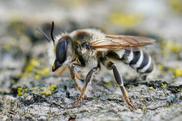 Closeup on a male White-sectioned leafcutter bee, Megachile albisecta