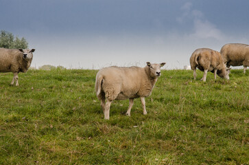 Naklejka na ściany i meble Sheep on Rolling Farmland