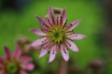 rojnik Sempervivum Elfenzauber 