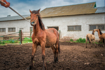 Frightened horse on a farm in a paddock on a rope.