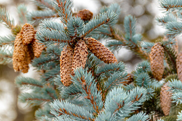 Branches of a blue spruce with brown cones, close-up. Picturesque colorful nature.