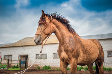 Frightened horse on a farm in a paddock on a rope.