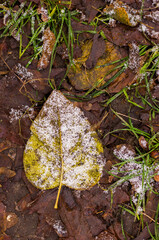 fallen green-yellow leaf covered with hoarfrost and snow lying on the ground during the day shot at close range with texture as well as wet foliage and grass around