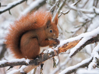 Snow covered squirrel eating wallnut 
