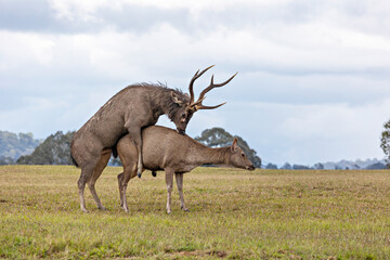 Copulating red deer,  Sexual behaviour of deer in nature