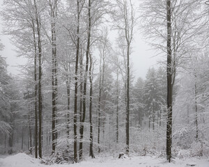 Cloudy foggy frosty morning in winter forest