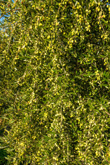 Olives on olive tree branch. Detail closeup of Green olives fruits with selective focus and shallow depth of field
