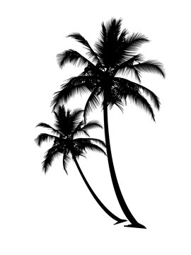 Abstract black coconut or palm tree overlay on transparent background for design. Royalty high-quality free stock PNG image of abstract coconut or palm tree overlays on transparent background
