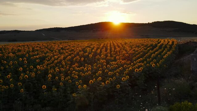 Sun setting in the garden with beautiful flowers.