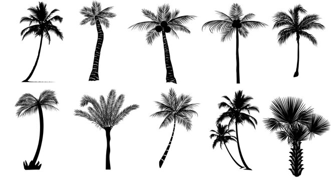 Abstract black set collection coconut or palm tree overlay on transparent background for design. Royalty high-quality free stock PNG of abstract coconut, palm tree overlays on transparent backgrounds