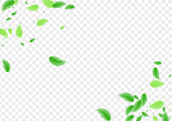 Green Foliage Background Transparent Vector. Vegetation Garden Texture. Drink Card. Greenish Falling Frame. Sheet Bio.