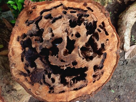 wood damaged by SCOLYTIDAE pests. lots of holes like tunnels