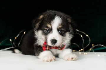 Tricolor Corgi Pembroke puppy with a red bow lies