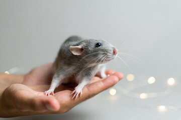A cute rat on a gray background sits on his arm