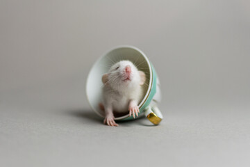 Cute rat on a gray background sitting in a cup