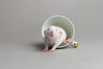 Cute rat on a gray background sitting in a cup