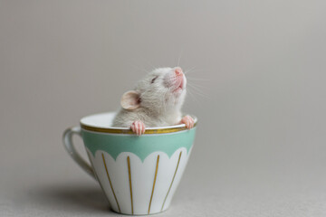 Cute rat on a gray background sitting in a cup