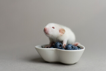 Cute rat on a gray background