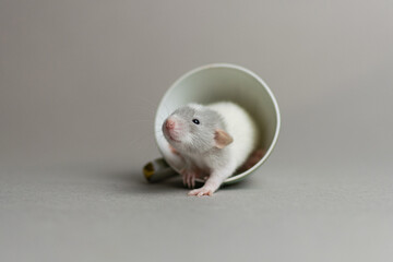 Cute rat on a gray background sitting in a cup