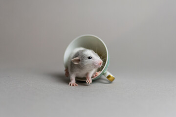 Cute rat on a gray background sitting in a cup