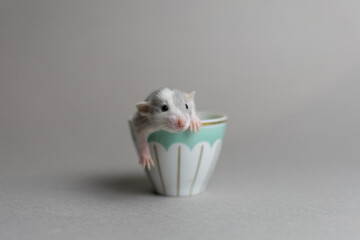 Cute rat on a gray background sitting in a cup