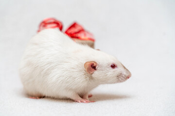 White rat gift. The rat sits on a white carpet with a gift box with a red ribbon.