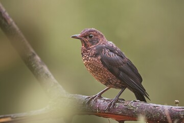 Common Blackbird juv. (Turdus merula)