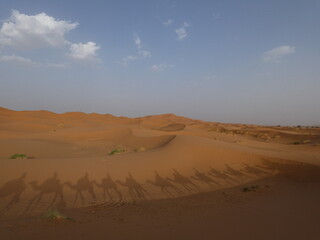 Desierto Sahara Arena Camellos