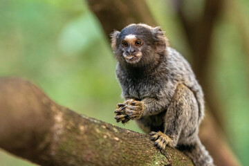 Marmoset monkey on a tree in the wild