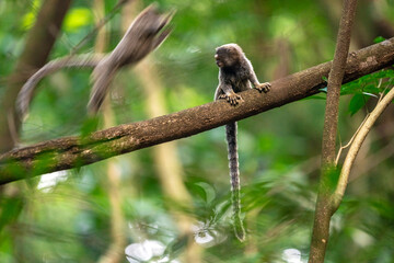 Marmoset monkey on a tree in the wild