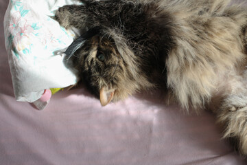 a fluffy green-eyed cat is playing on the bed
