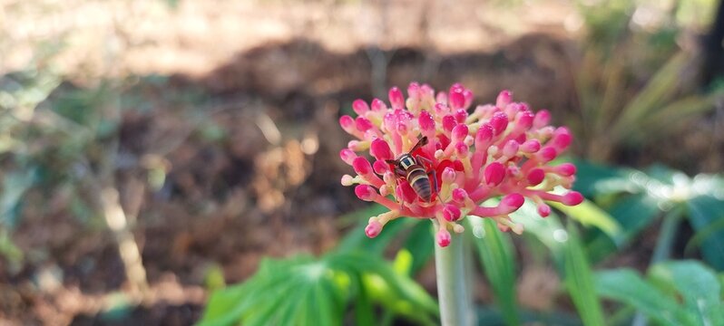 Jatropha podagrica ornamental plant with green leaves,Close up photo