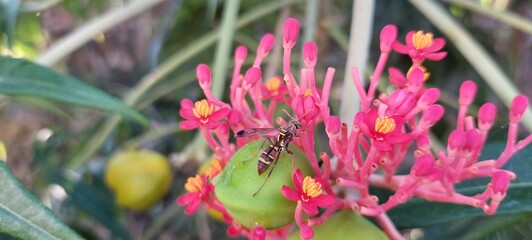 Jatropha podagrica ornamental plant with green leaves,Close up photo