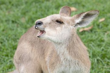 kangaroo in the grass