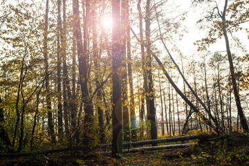 A forest with yellow leaves and fallen trees