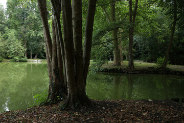 Obraz premium Parc and Etangs de l'Aleu - Saint-Arnoult-en-Yvelines - Yvelines - Ile-de-France - France