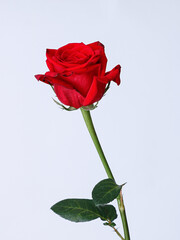a  rose on a white background