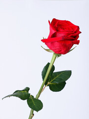 a  rose on a white background